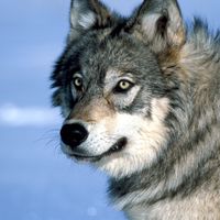 : Selon une dernière étude parue dans Nature en juillet 2017, les canidés domestiques seraient issus d’une même population de loups ayant vécu il y a entre 40.000 ans et 20.000 ans.
