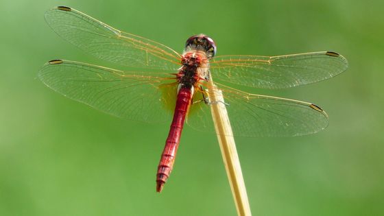 Les insectes sont les premiers à avoir acquis la capacité de voler. Ils sont aussi les seuls invertébrés à la posséder. - CC