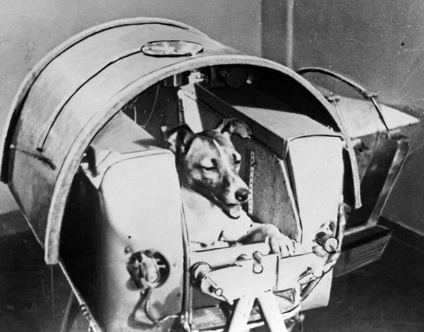 Laïka à bord du Sputnik II (13/11/1957)