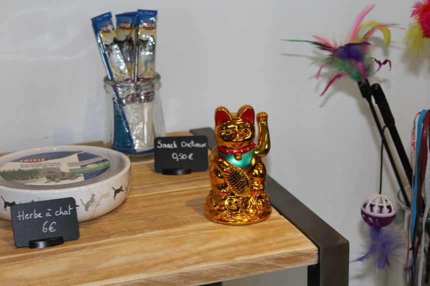 Visite De La Clinique Des Chats A Bayonne Visite De La Clinique Des Chats A Bayonne