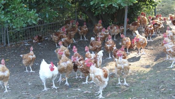 Marie-Jeanne vous propose de parrainer ses poules