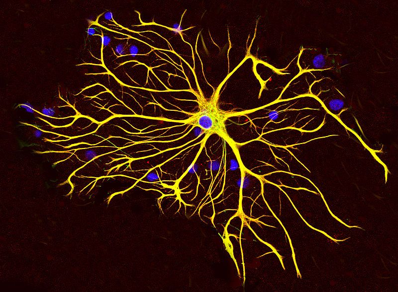 Les astrocytes (ou cellules gliales) assurent le support et la protection des neurones.