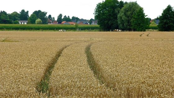 Champ de blé ©Maxppp - MAXPPP