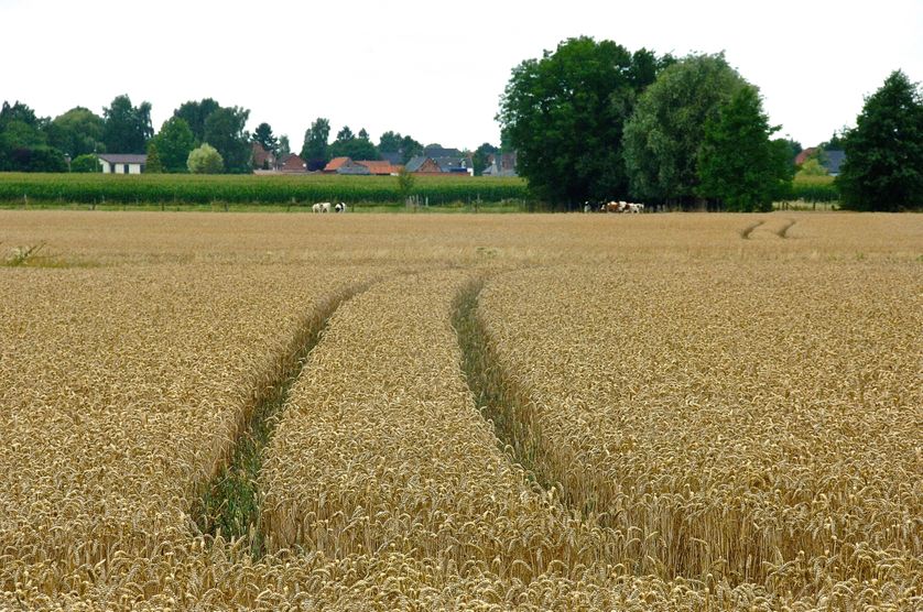 Champ de blé