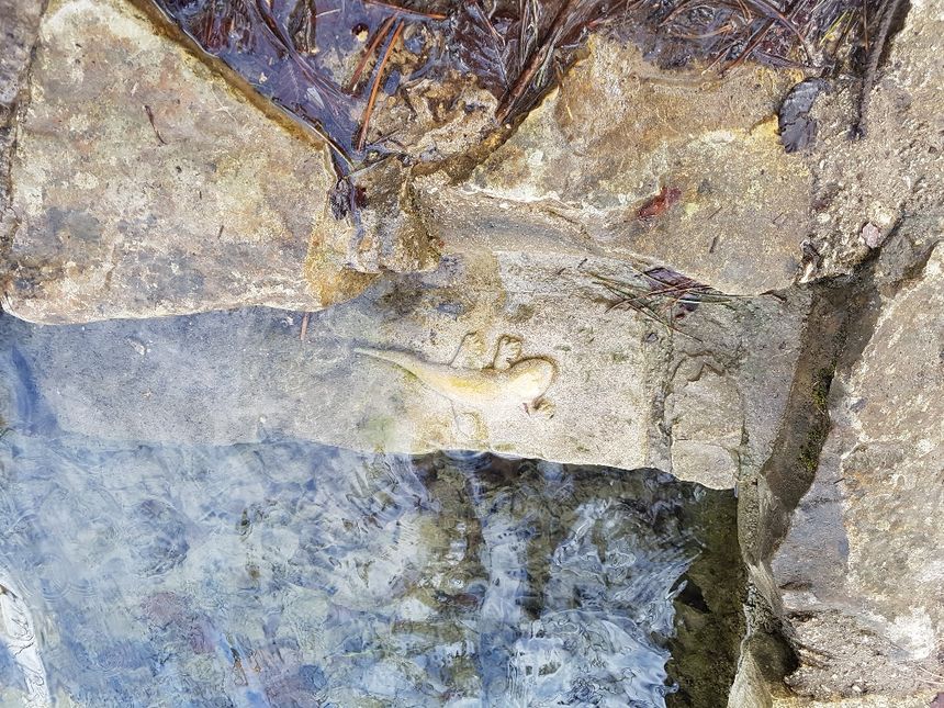 Les salamandres aiment se baigner dans le naizou