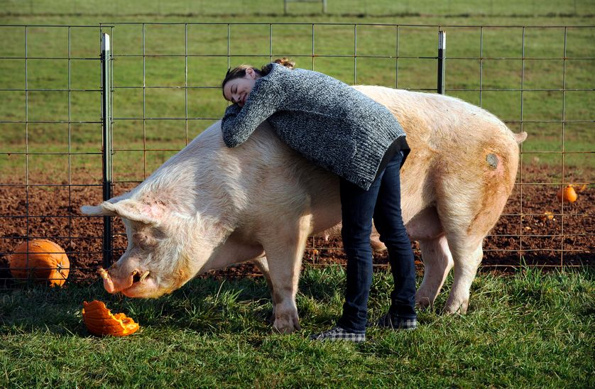 Quelque 5% des Français se disent vegan.