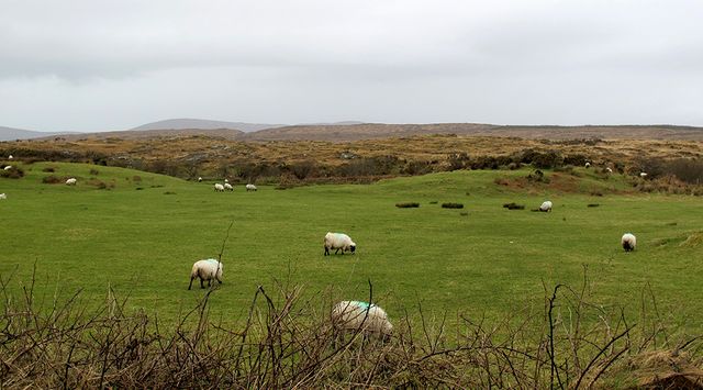 La lande irlandaise