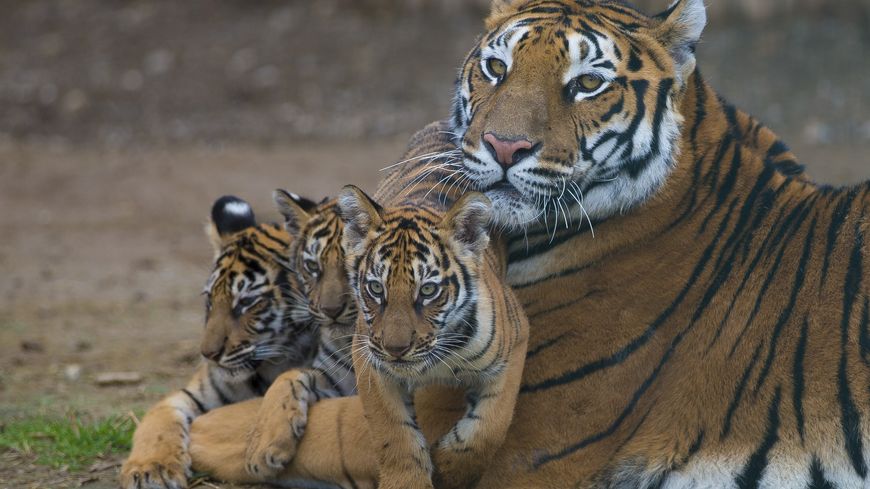 Peut-être trouvera-t-on bientôt, plus de tigres dans les zoo - comme ici en Turquie - que dans leur habitat naturel