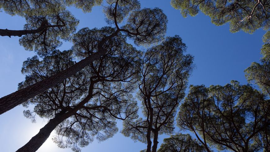 Arbres à Rome - Italie