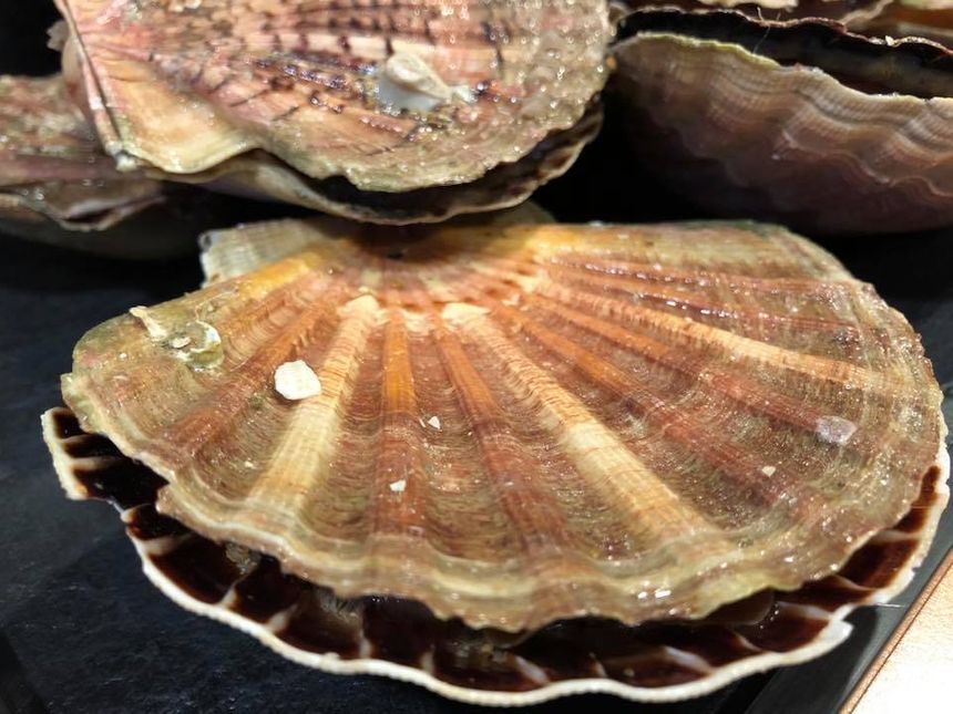 La coquille Saint Jacques de St Brieuc La coquille Saint Jacques de St Brieuc