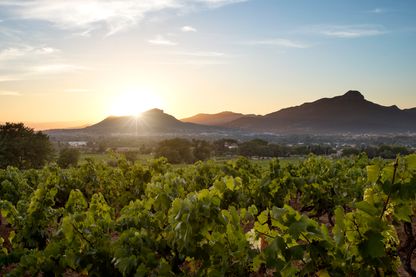 Vignoble Vignoble