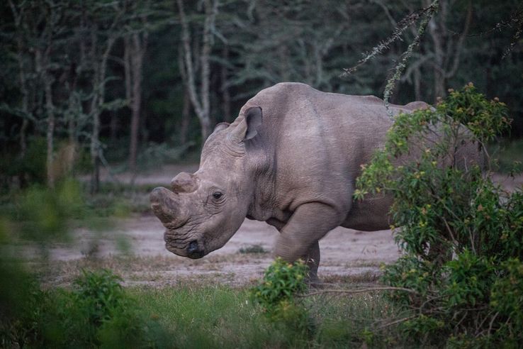 Le rhinocéros Sudan, dans la réserve de "Ol Pejeta Conservancy" au Kenya