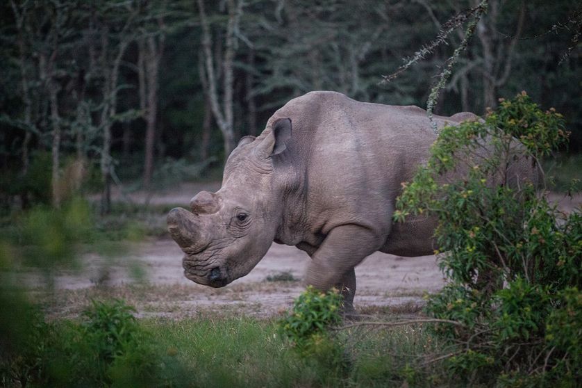 Le rhinocéros Sudan, dans la réserve de "Ol Pejeta Conservancy" au Kenya