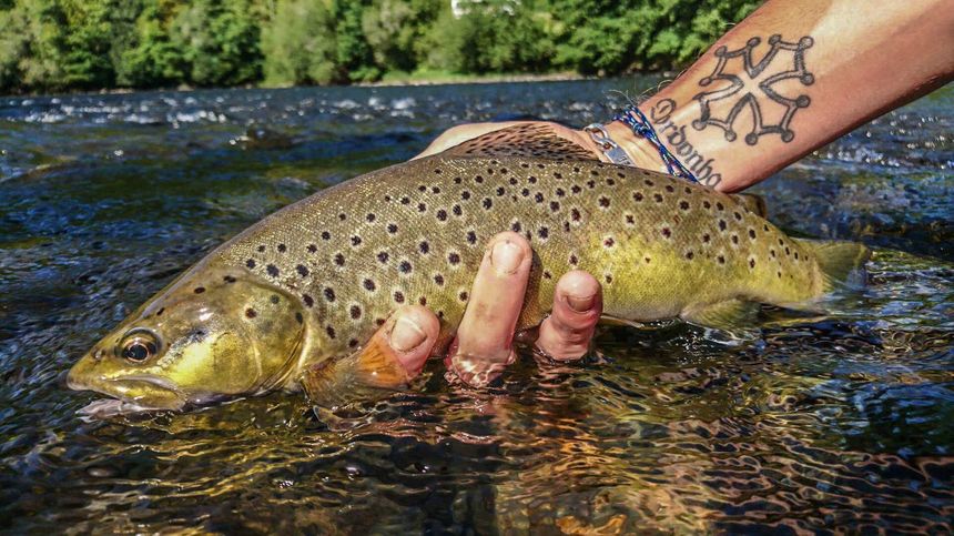 Ou Pecher La Truite En Ile De France La pêche à la truite au toc, en ruisseau de plaine