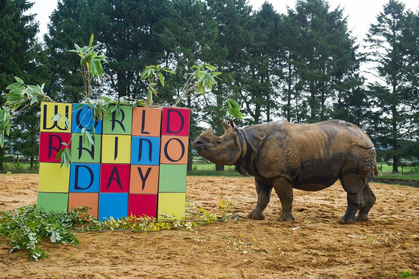 Depuis 2010, une journée mondiale est dédiée aux rhinocéros, à l'initiative de l'organisation WWF (Afrique du Sud). Photo prise au Zoo de Whipsnade, près de Londres, en 2016