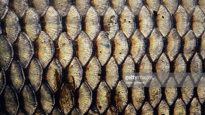 Les poissons et vos recettes