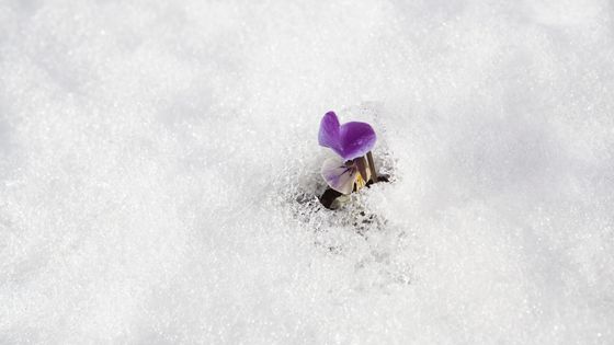 Un air de printemps et tout recommence ? ©Getty - Hiroshi Watanabe