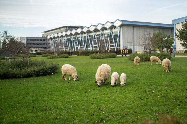 Les tondeuses à poils de l'université de Nanterre ont quitté le site en avril 2017.
