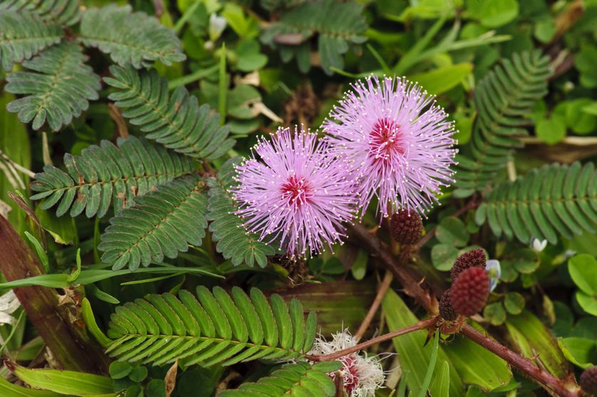 La très sensitive Mimosa pudica