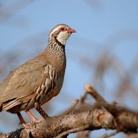 La perdrix rouge, jusqu'ici présente dans les milieux agricoles, est l'une des espèces en déclin.