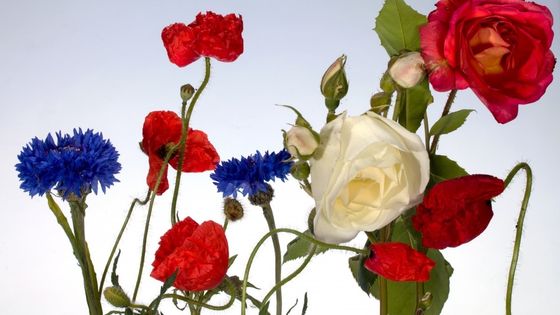 bleuets, coquelicots et roses - creative commons