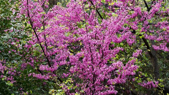 L'Arbre de Judée, ou Gainier siliquastre, est une espèce d'arbre de la famille des Fabaceae, sous famille des Caesalpinioideae et du genre Cercis. Originaire du sud de l'Europe et de l'ouest de l'Asie. ©Getty - Martin Siepmann