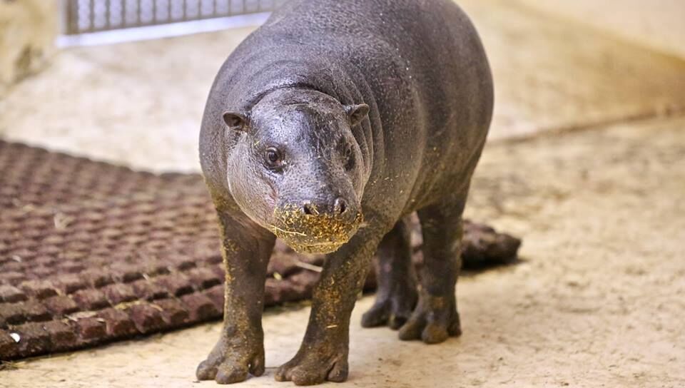 Un Hippo Nain Une Panthere De Java Une Cinquantaine De Nouveaux Locataires A Pairi Daiza