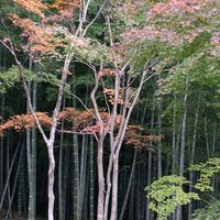 Japon octobre 2014
