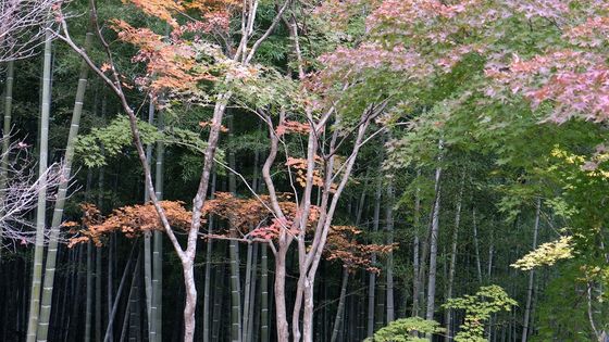 Japon octobre 2014 - © Jacqueline Salmon