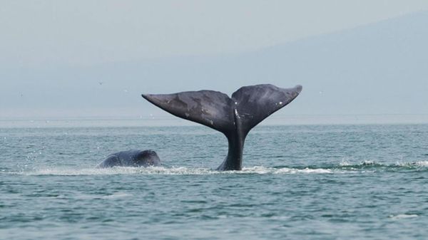 Les baleines boréales seraient des compositrices prolifiques
