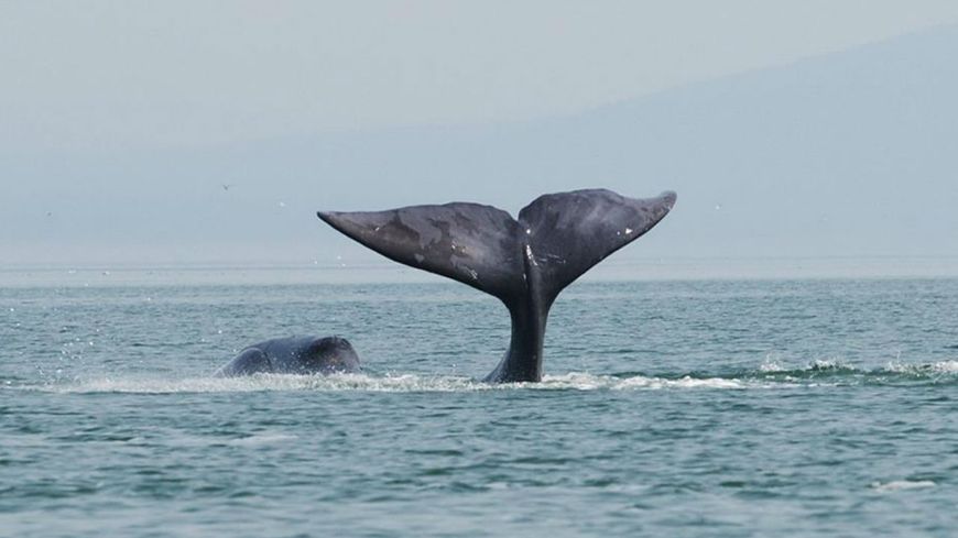La baleine boréale, compositrice prolifique des fonds marins