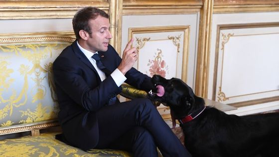 Emmanuel Macron et son chien Némo, le 30 août 2017 à l'Elysée. ©AFP - Alain Jocard