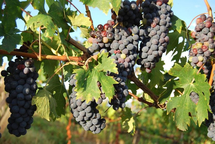 Le Château de Montfrin, en Provence, produit des huiles d'olive et des vins d'agriculture biologique.