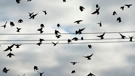 A flock of starlings pepper the gray sky in Somerville, MA on Nov. 27, 2017 ©Getty - Dina Rudick/The Boston Globe