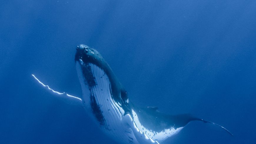 Baleines à bosse