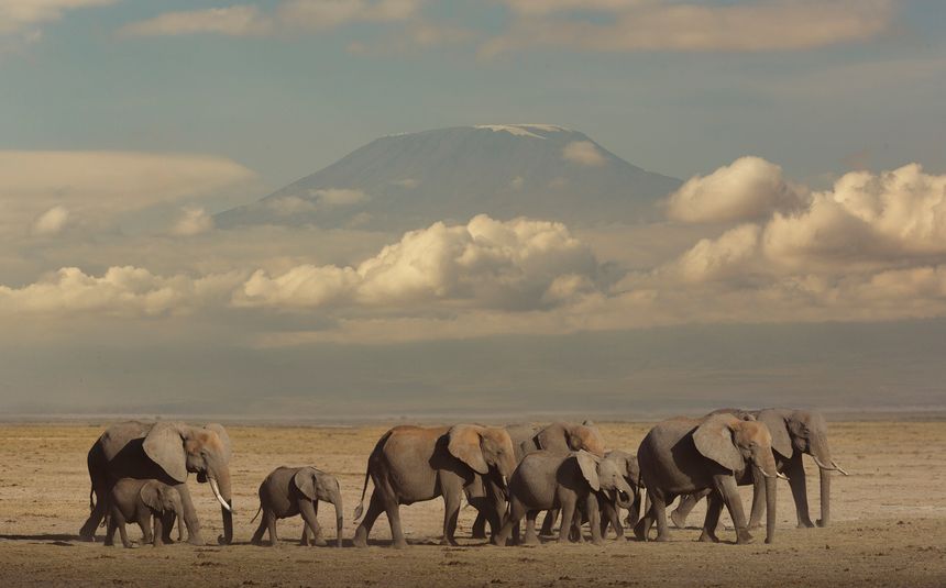Des éléphants à Amboseli National Park, au Kenya.
