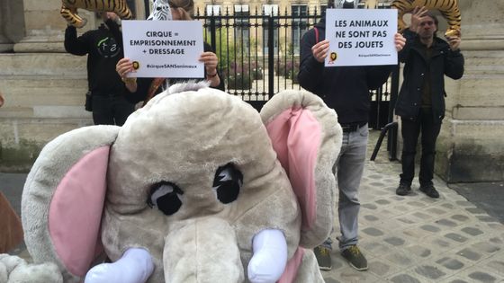 L'association Zoopolis a organisé un happening lundi 9 avril devant le ministère de la Transition écologique pour réclamer une loi interdisant les animaux dans les cirques. ©Radio France - Lise Verbeke