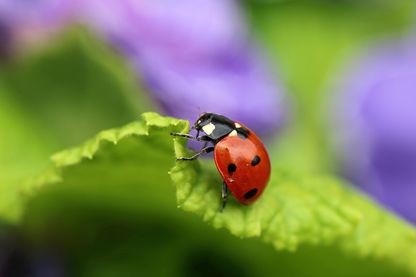 Gros plan sur une coccinelle Gros plan sur une coccinelle