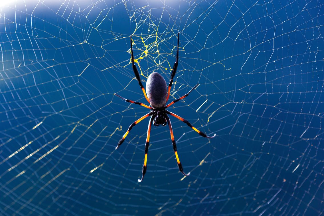 Comment Dit On Araignée En Anglais Comment une araignée fabrique sa toile