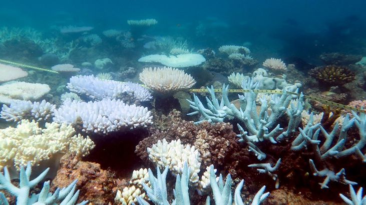 Lors d'événements stressants, le corail a tendance à blanchir