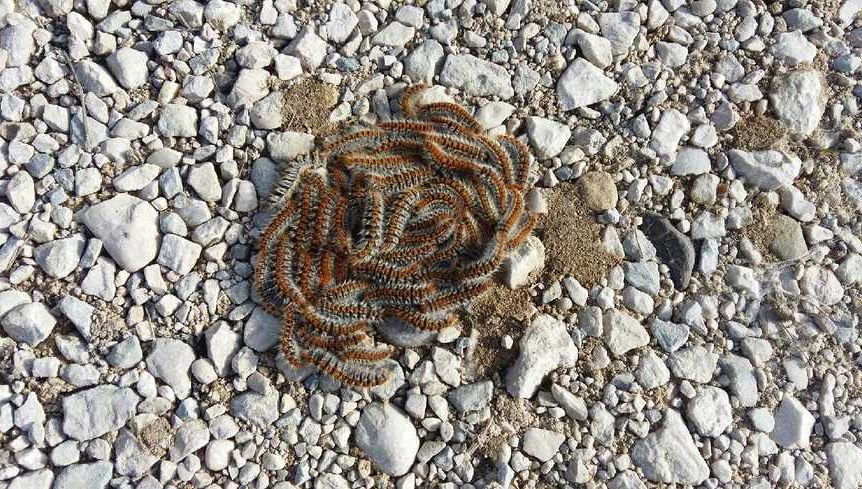 Indre Et Loire Les Chenilles Processionnaires Vont Continuer A Investir Les Jardins Jusqu A La Mi Mai