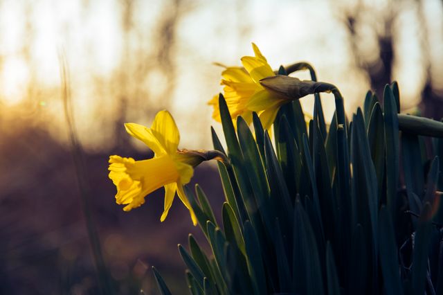 Jonquilles printanières