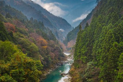 La rivière Iya dans la forêt de Tokushima au Japon. Cet endroit a inspiré à Miyazaki la forêt luxuriante et mystérieuse de "Princess Mononoké" La rivière Iya dans la forêt de Tokushima au Japon. Cet endroit a inspiré à Miyazaki la forêt luxuriante et mystérieuse de "Princess Mononoké"