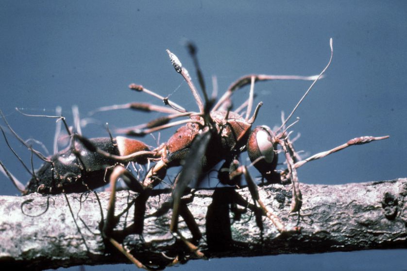 Guêpe parasitée par un champignon Cordyceps
