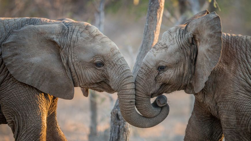 Des éléphanteaux jouent dans le Parc National de Samburu, au Kenya.