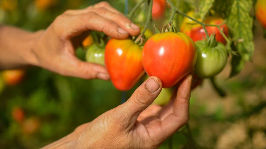 Pourquoi faut-il manger bio ?