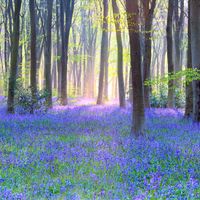 En ce moment, les jacinthes des bois s'épanouissent dans les sous-bois des régions océaniques