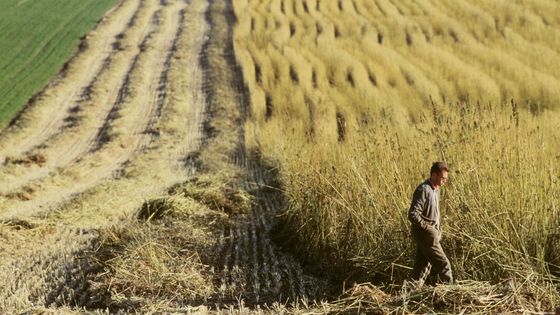 la France produit près de 85% de la production européenne de paille de chanvre ©Getty - Henri-Alain SEGALEN