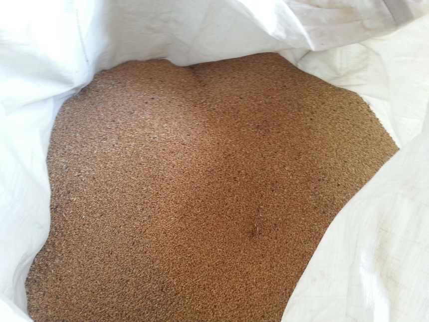 Les grains de blé