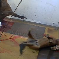 Capture d'écran d'une vidéo de l'association de défense des animaux L214 - Abattoir municipal d'Alès